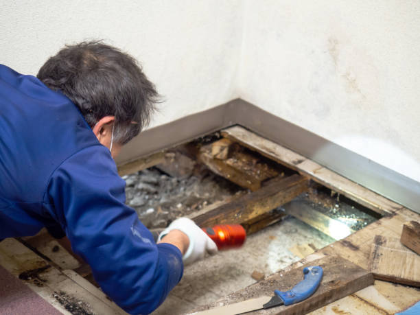 Best Mold Remediation Experts  in Jenkins, KY