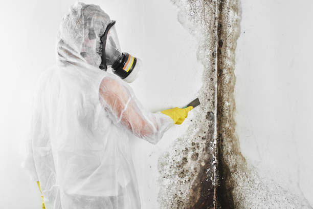 Best Certified Mold Removal  in Jenkins, KY