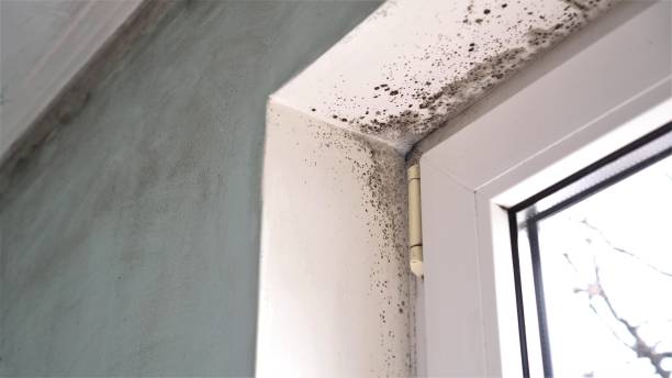 Best Fast Mold Removal  in Jenkins, KY