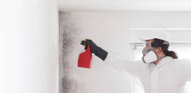 Best Attic Mold Removal  in Jenkins, KY