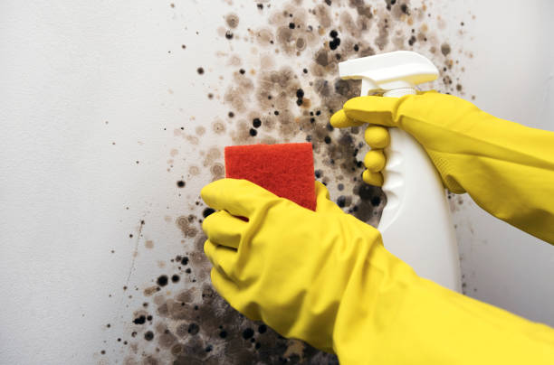 Best Commercial Mold Removal  in Jenkins, KY