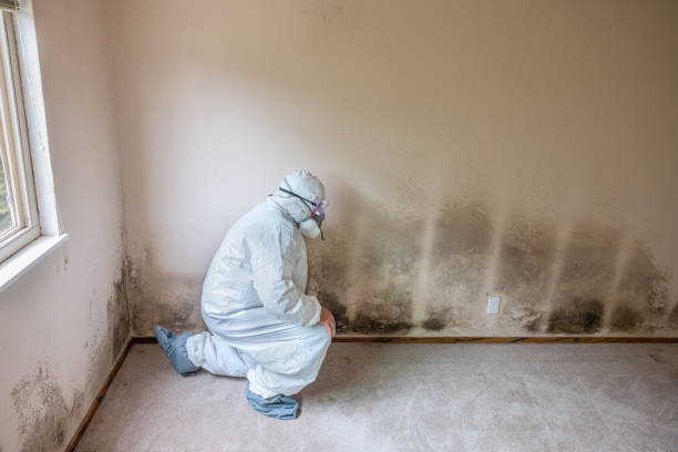 Best Home Mold Removal  in Jenkins, KY