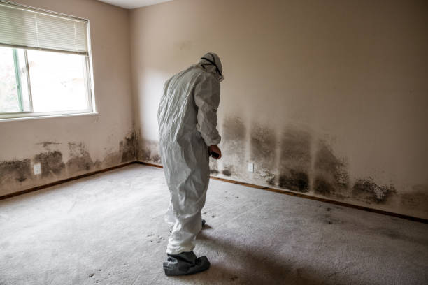 Best Crawl Space Mold Removal  in Jenkins, KY