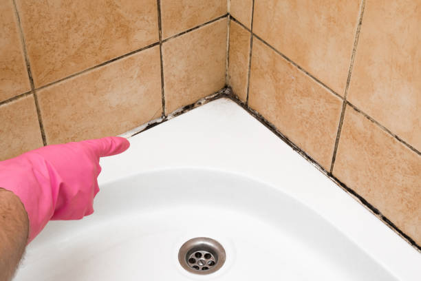 Best Professional Mold Removal  in Jenkins, KY